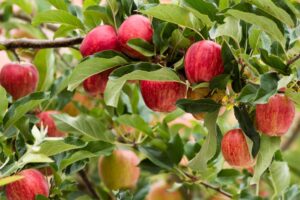 A cluster of ripe red apples hangs from the Malus 'Gala' Apple (Dwarf) tree, surrounded by green leaves and nestled in a 13" pot.