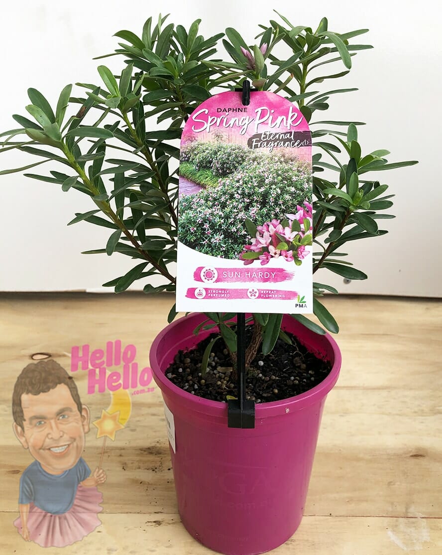 Daphne 'Spring Pink' Eternal Fragrance™ 6" Pot