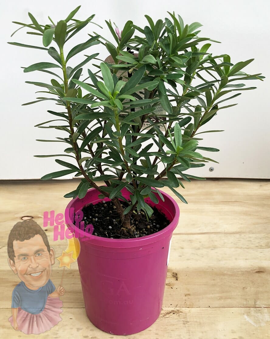 Daphne 'Spring Pink' Eternal Fragrance™ 6" Pot