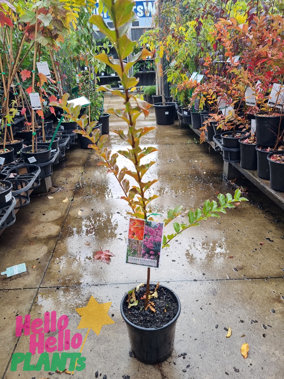 Lagerstroemia 'Zuni' Crepe Myrtle 8" Pot (Bush Form)