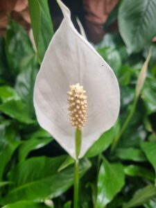Close-up of Spathiphyllum 'Peace Lily' with a prominent spadix and lush, dark green leaves. This elegant plant adds tranquility and natural beauty to any space.