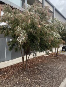 Several small Agonis 'Burgundy' Willow Myrtle trees with narrow leaves and clusters of white flowers grow in a mulched area beside a modern building and pavement.