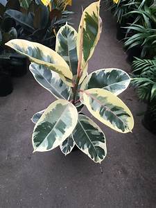 A Ficus 'Tineke' Rubber Fig 4" Pot with large, variegated leaves in shades of green, cream, and yellow, positioned among other green plants.