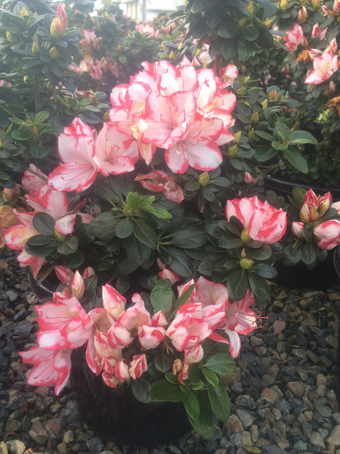 Azalea 'Candy Stripe' 8" Pot