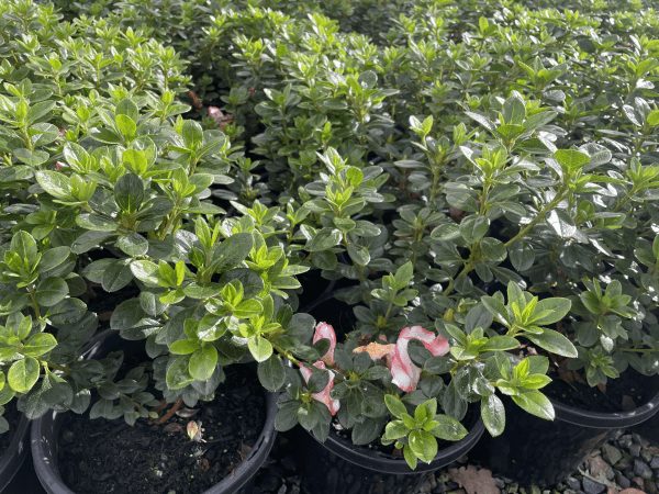 Azalea 'Candy Stripe' 8" Pot