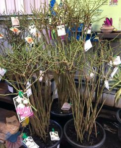 Standard Bare Rooted Iceberg Rose @ Hello Hello Plants