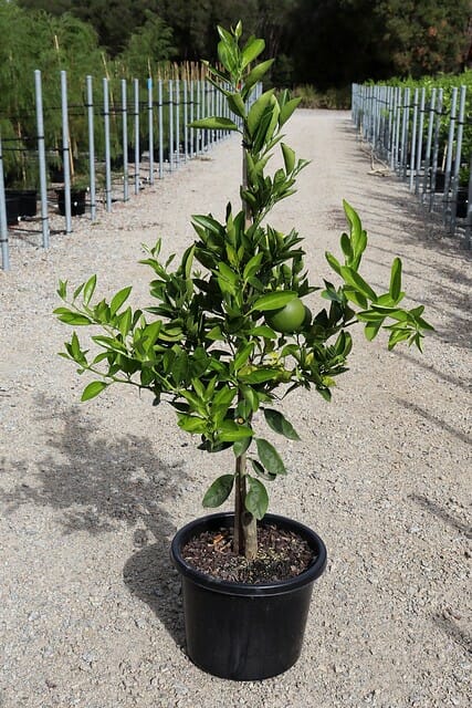Young Citrus Orange Tree 'Washington Navel' growing in a 13" pot on a gravel path.