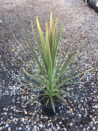 A young Cordyline 'Choc Mint' 8" Pot plant with sharp, elongated green leaves in a black pot, placed on a gravel surface.