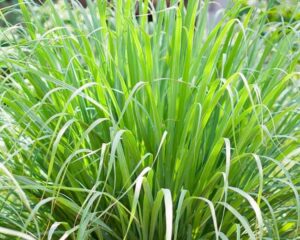 Close-up of a Lemongrass 3" Pot, showcasing its long, slender leaves beautifully fanning out.