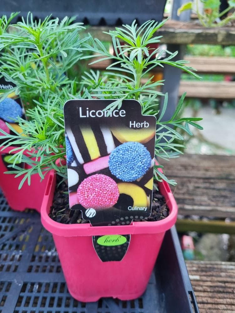 Licorice Herb 4" Pot
