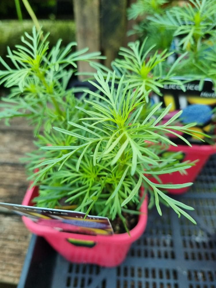 Licorice Herb 4" Pot