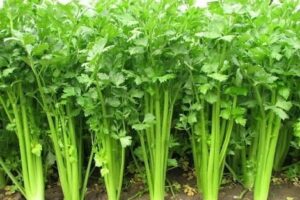 Lush-leaved, tall Celery plants thriving in a garden.