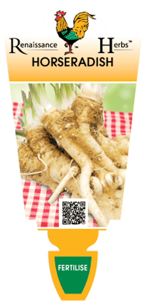 Horseradish