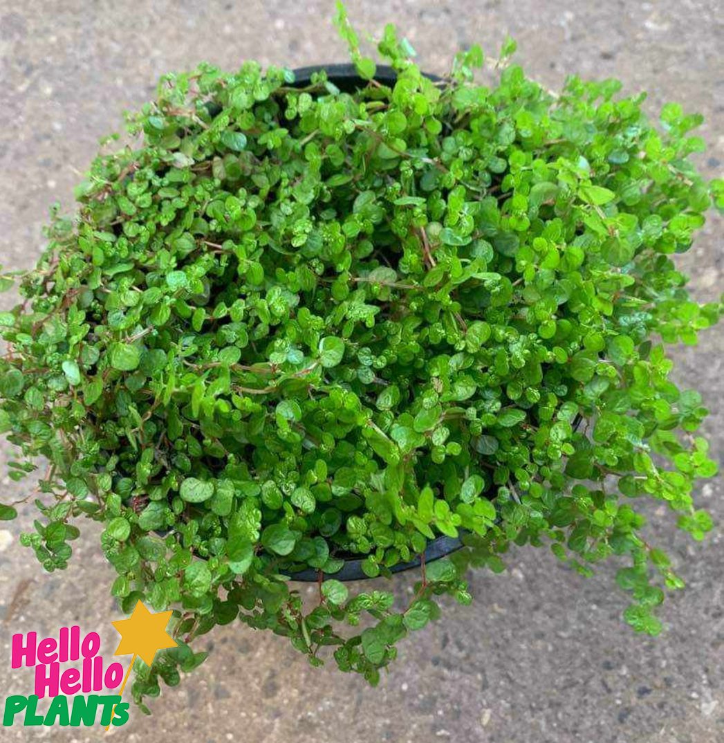 Soleirolia 'Baby's Tears' 6" Pot