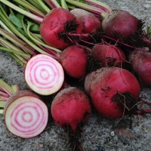 Beetroot Chioggia @ Hello Hello Plants