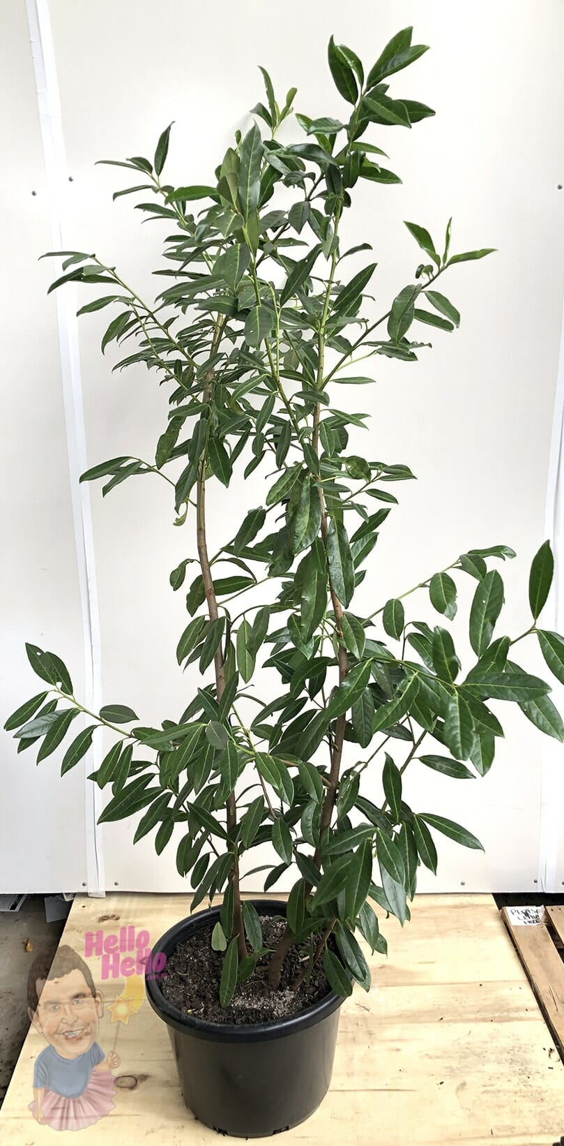 Prunus 'Cherry Laurel' 16" Pot