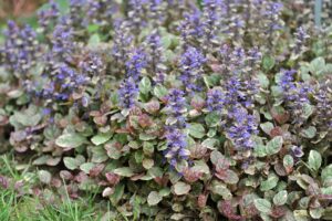 Ajuga 'Burgundy Glow' displays variegated green, maroon, and creamy leaves with purple flower spikes, making it a vibrant ground cover beside grass.