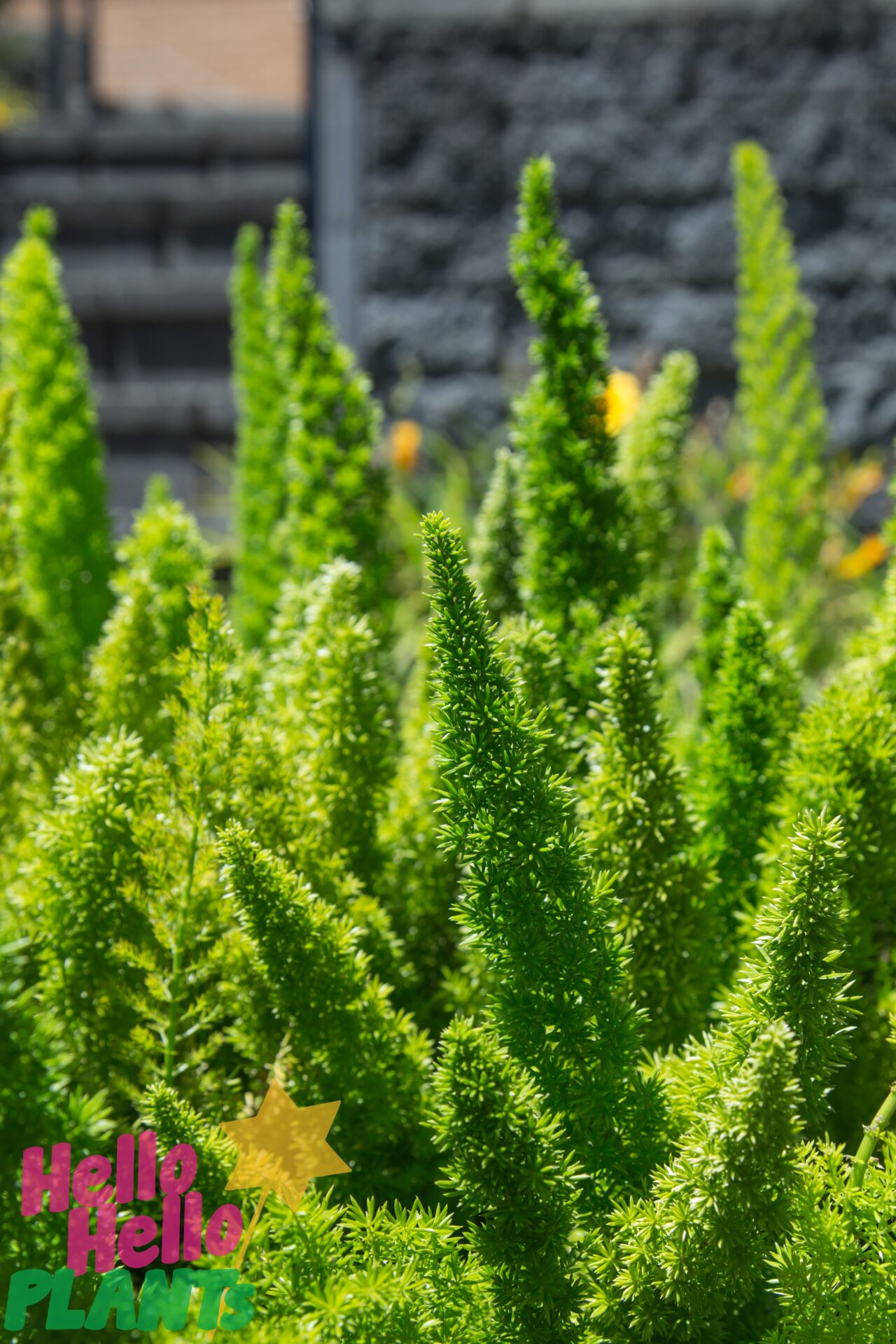 Asparagus 'Foxtail Fern'