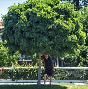A person stands under a lush Robinia 'Mop Top' tree, holding a branch, with a fence and greenery in the background.