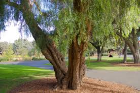 Schinus 'Peppercorn Tree'