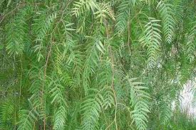 Schinus 'Peppercorn Tree'