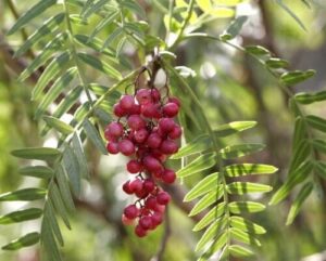 Clusters of red berries dangle from the branches of the Schinus 'Peppercorn Tree,' their vibrant hue contrasting with its lush, slender leaves.