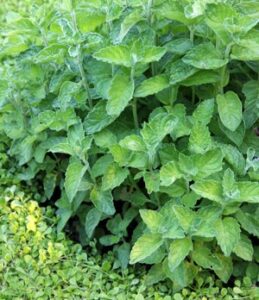 Mint 'Pineapple' plants with serrated leaves fill your garden with a pineapple-like aroma. Thriving in a 4" pot, they're perfect for any herb collection.