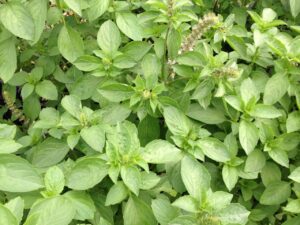 Close-up of lush green basil leaves, densely covering the frame, flourishing like Basil 'Perennial' in a 4" Pot.