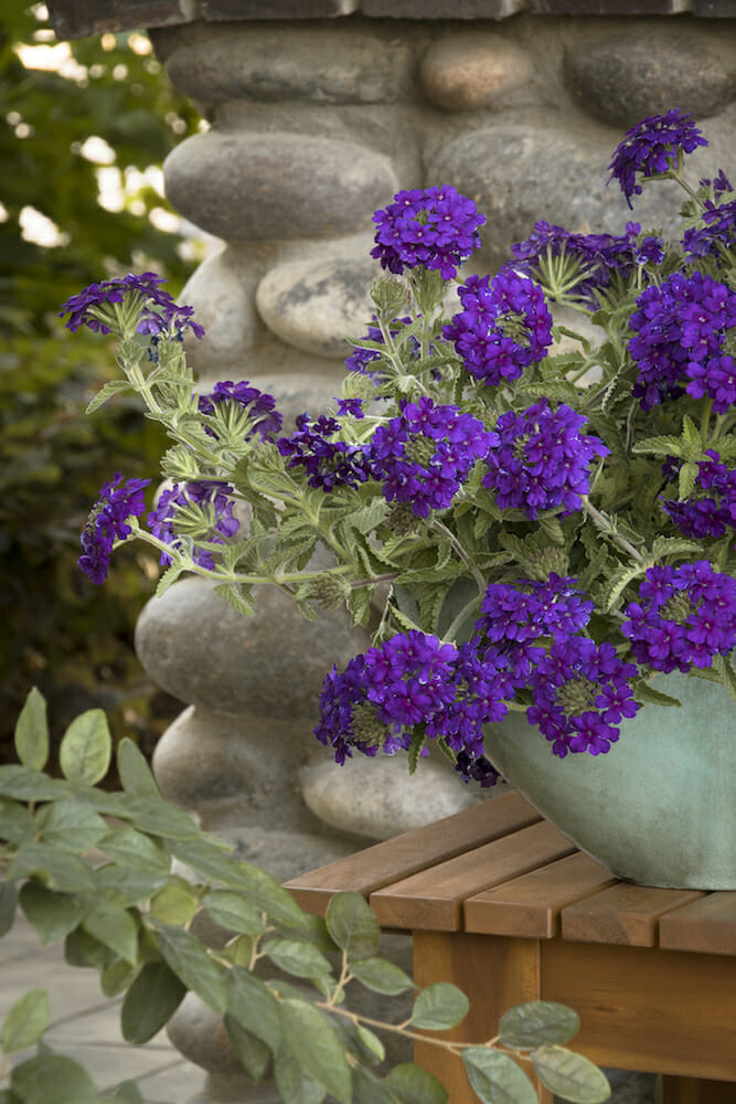 Verbena 'Deep Purple' @ Hello Hello Plants