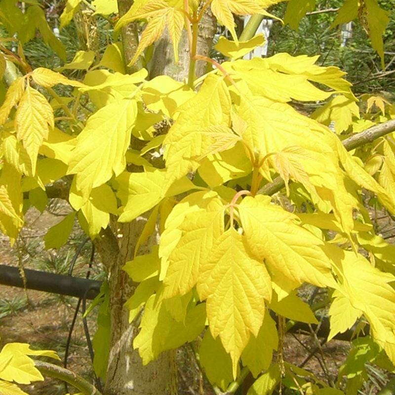 Young Acer 'Kelly's Gold' maple tree with vibrant yellow leaves in sunlight.
Replace with: Acer 'Kelly's Gold' Maple 12" Pot (Eco Grade)