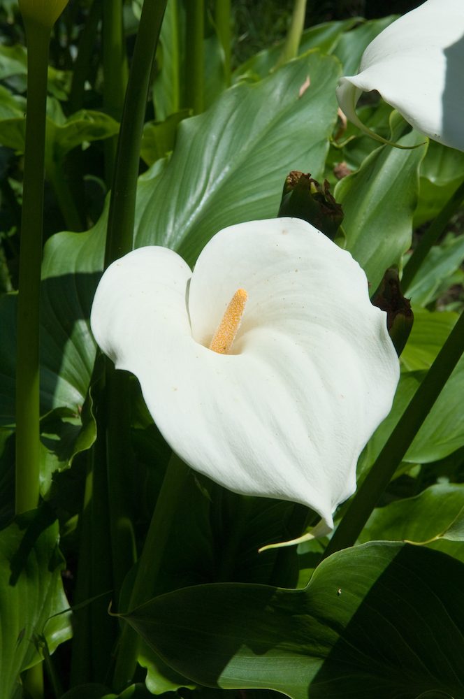 Aethiopica 'Arum lily' @ Hello Hello Plants