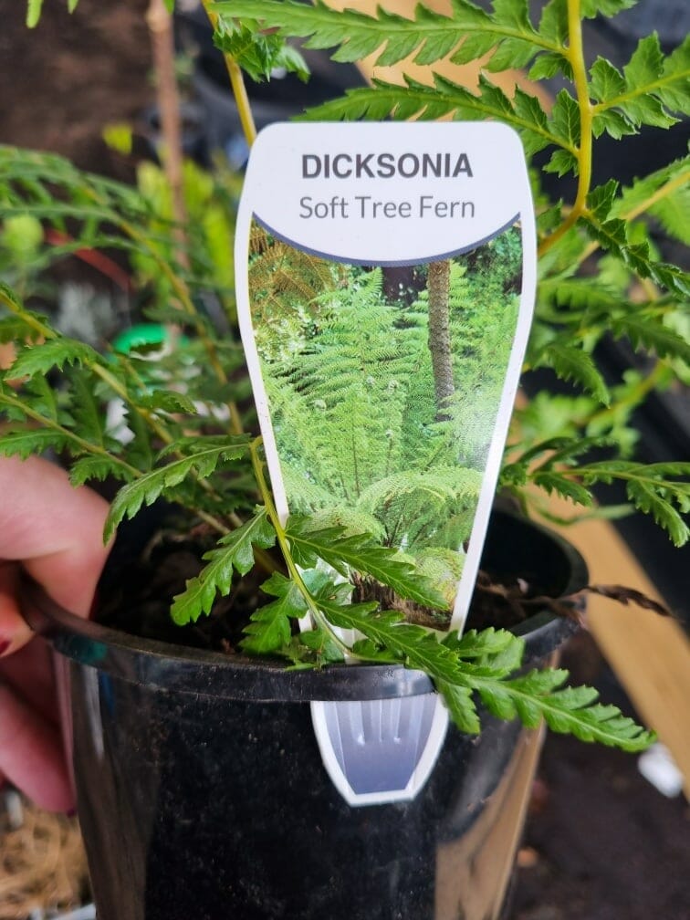 Dicksonia 'Soft Tree' Fern 6" Pot