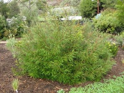 Grevillea 'Toothbrush' @ Hello Hello Plants
