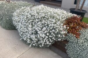 Cerastium 'Snow in Summer' features dense clusters of small, snow-white flowers and green foliage along a sidewalk, with reddish-orange plants to the right.