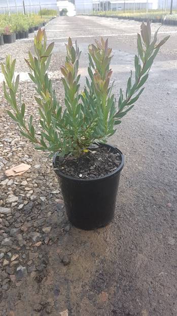 A young Leucadendron 'Fire Glow' 6" Pot with elongated leaves, positioned on gravel ground.