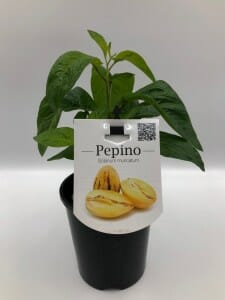 A small Solanum 'Pepino Gold' plant in a 6" black pot, with a label showcasing ripe pepino fruits and a QR code.