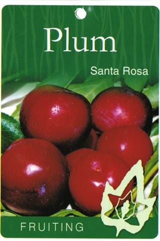 Packaging label for Prunus 'Santa Rosa' plums featuring an image of ripe red plums surrounded by green leaves, with text and logo.