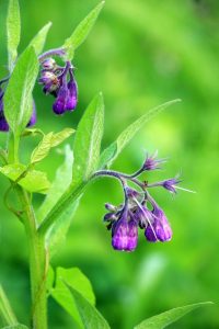 Comfrey