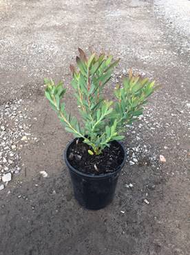 Young Leucadendron 'Red Devil' plant with long green leaves in a 6" black plastic pot on a gravel surface.