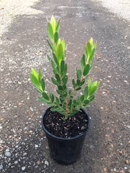 A young Leucadendron 'Sundance' with oval-shaped green leaves, growing in a black 6" pot placed on a gravel surface.