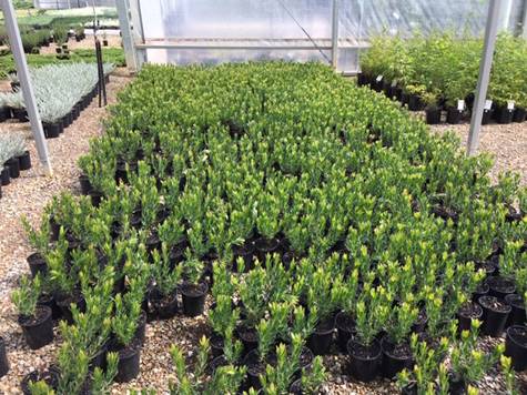 A variety of Leucadendron 'Sundance' 6" Pot growing in neat rows at an outdoor nursery with greenhouses in the background.