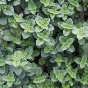 A close-up of Oregano 'Hot and Spicy' showcases its small, overlapping green leaves.
