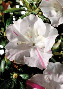 Azalea 'Autumn Starlite' @ Hello Hello Plants