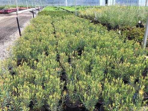 Rows of potted plants at a nursery, showing young Leucadendron 'Royal Ruby' 6" Pot and shrubs in black pots arranged on gravel, under a translucent greenhouse covering.