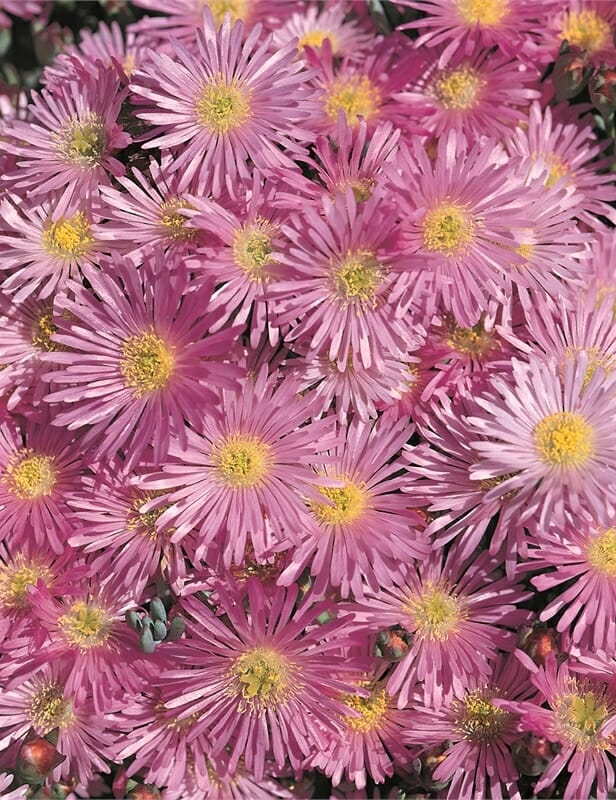 Pig Face Pink @ Hello Hello Plants