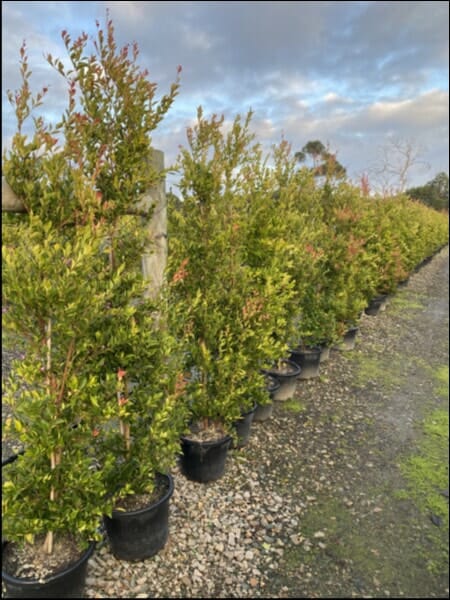 Acmena 'Firescreen' Lilly Pilly 16" Pot