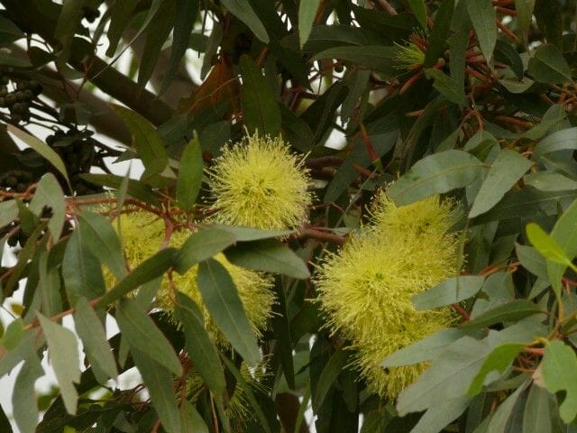Eucalyptus 'Summer Scentsation' 10" Pot