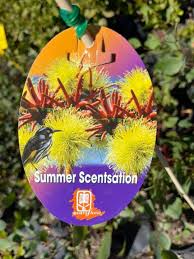 Eucalyptus 'Summer Scentsation' 10" Pot