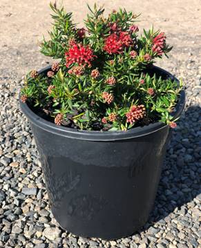 Grevillea 'New Blood' 8" Pot