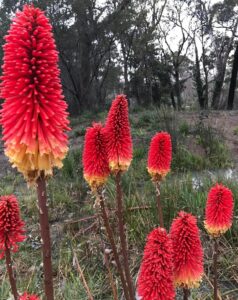 Kniphofia 'Echo Rojo' Red hot Poker in a 15cm pot features vivid red and yellow torch-like spikes, ideal for enlivening gardens or wooded areas with bright colour. Perfect for adding a vibrant touch to any outdoor space.